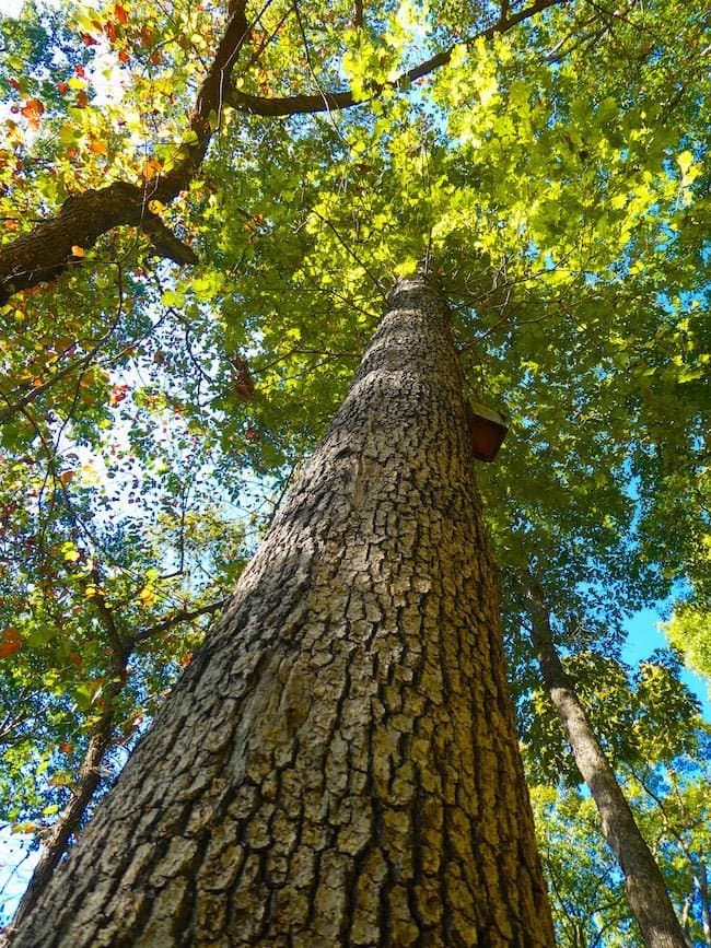 Everything You Ever Wanted to Know About White Oak Hardwood